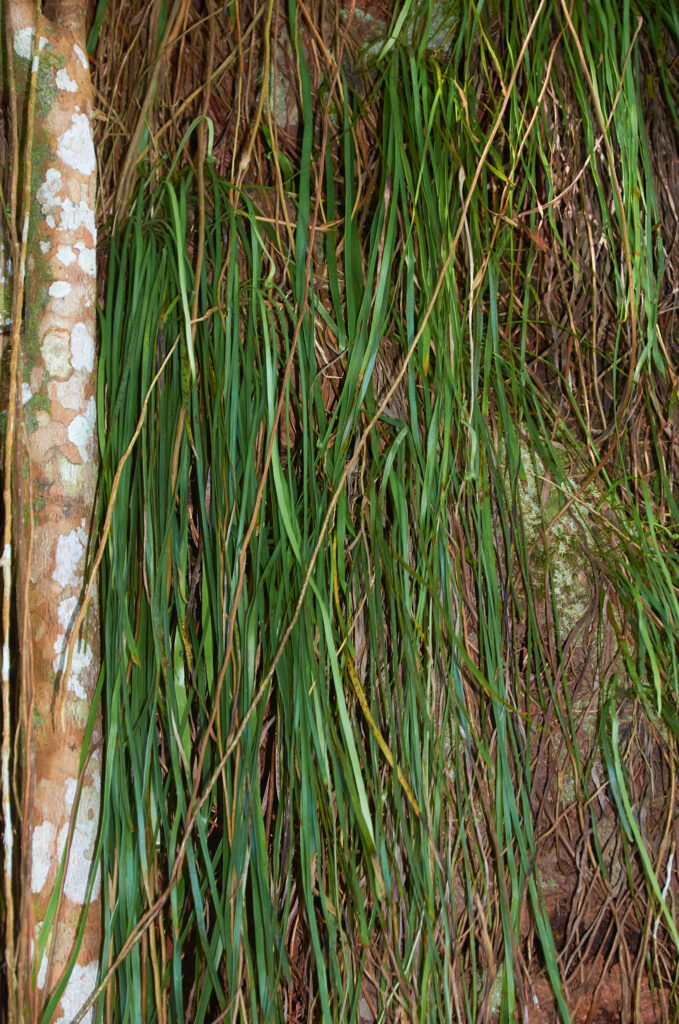 Haplopteris ensiformis - Maurice