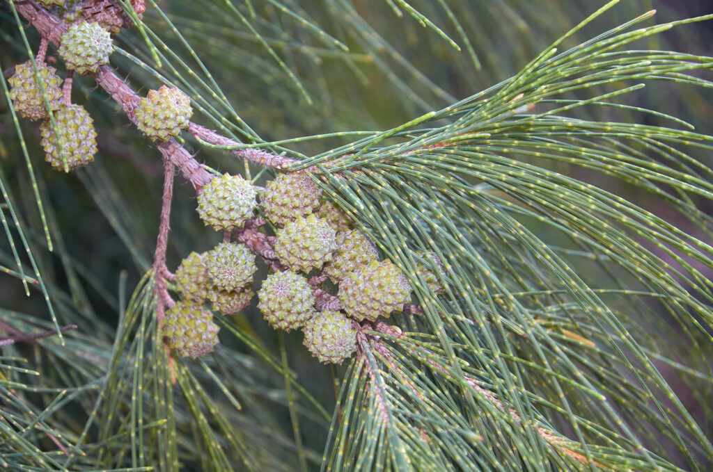 Casuarina equisetifolia L. subsp. equisetifolia - Maurice