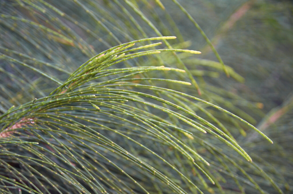 Casuarina equisetifolia L. subsp. equisetifolia - Maurice