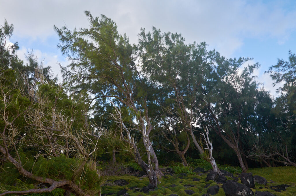 Casuarina equisetifolia subsp equisetifolia - Maurice