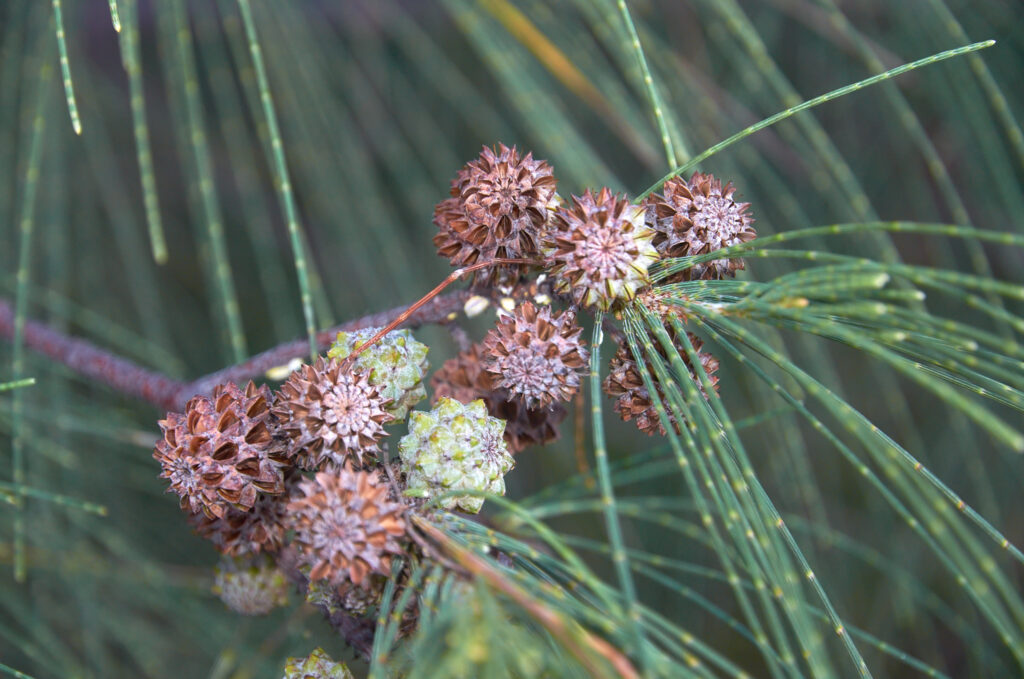 Casuarina equisetifolia L. subsp. equisetifolia - Maurice