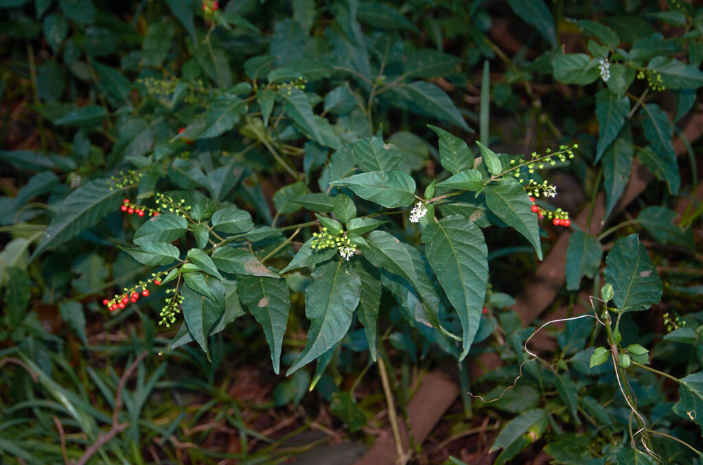 Rivina humilis - Maurice