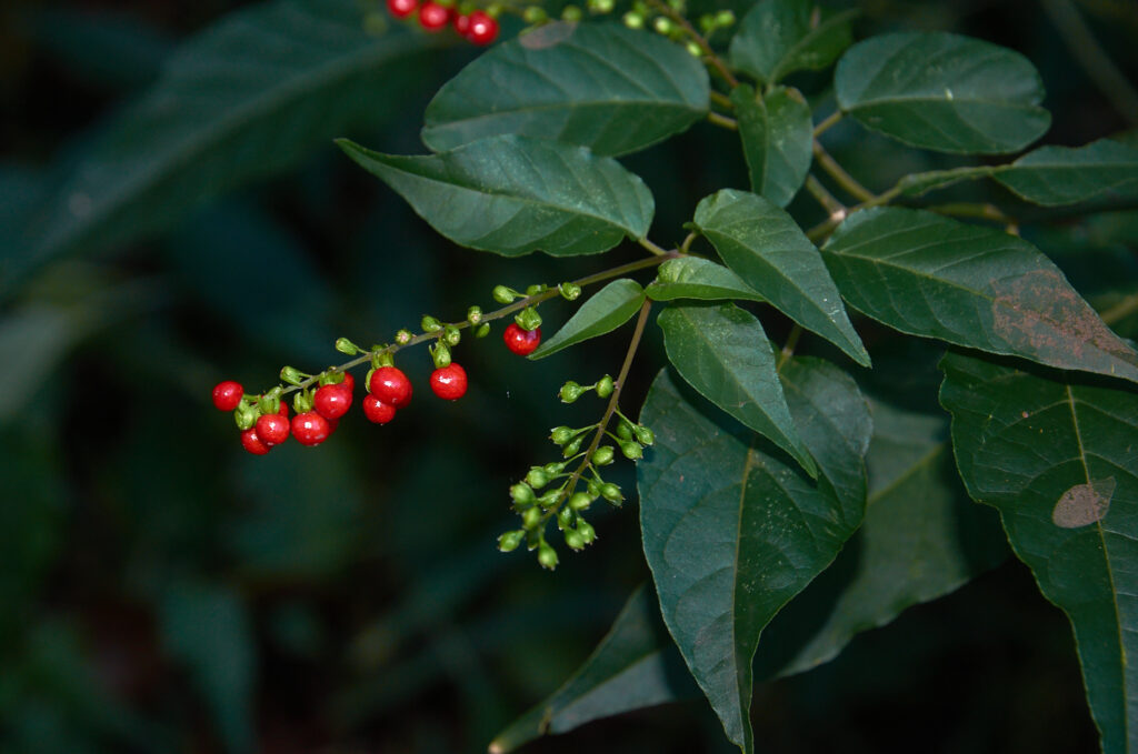 Rivina humilis - Maurice