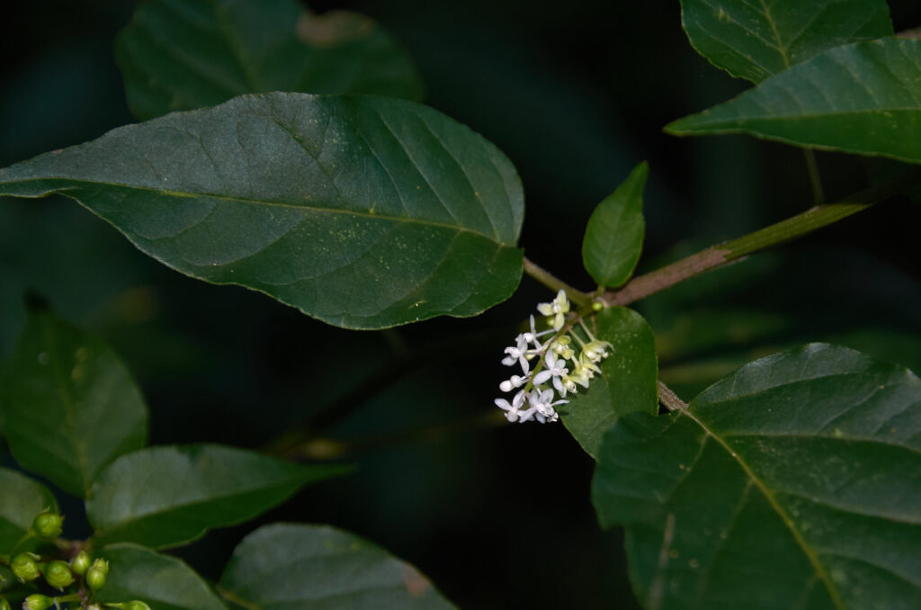 Rivina humilis - Maurice