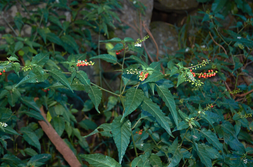 Rivina humilis - Maurice