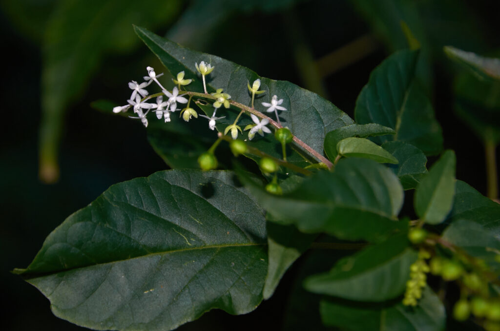 Rivina humilis - Maurice