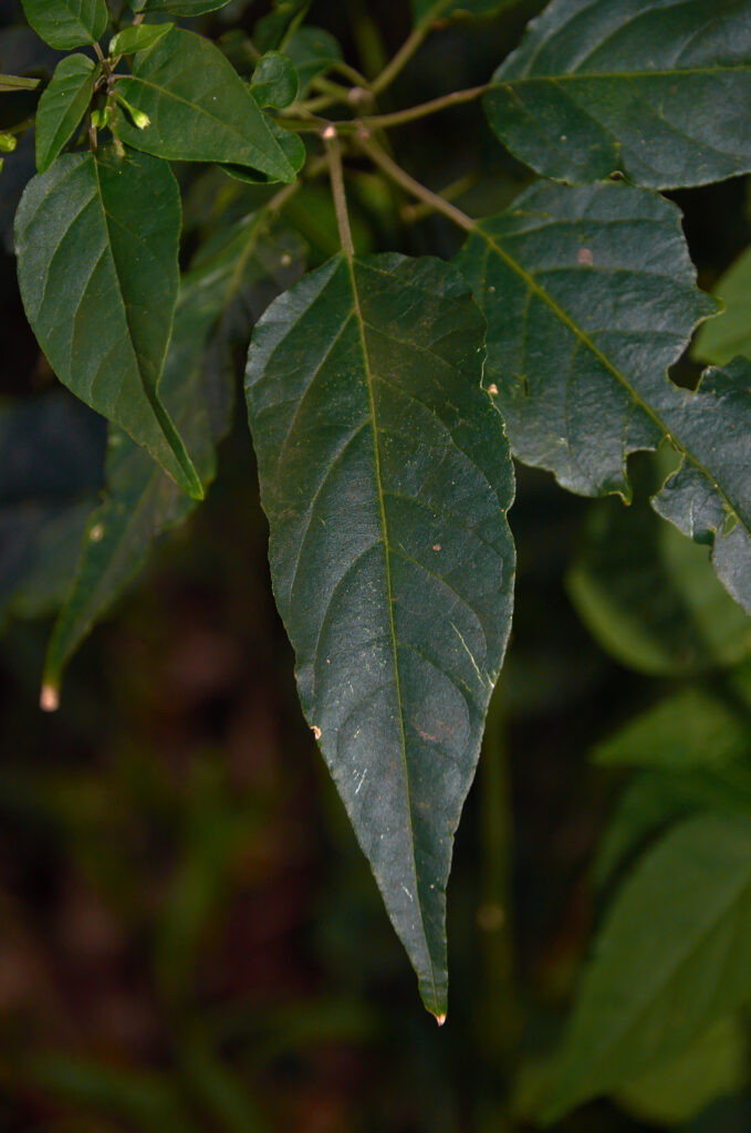 Rivina humilis - Maurice