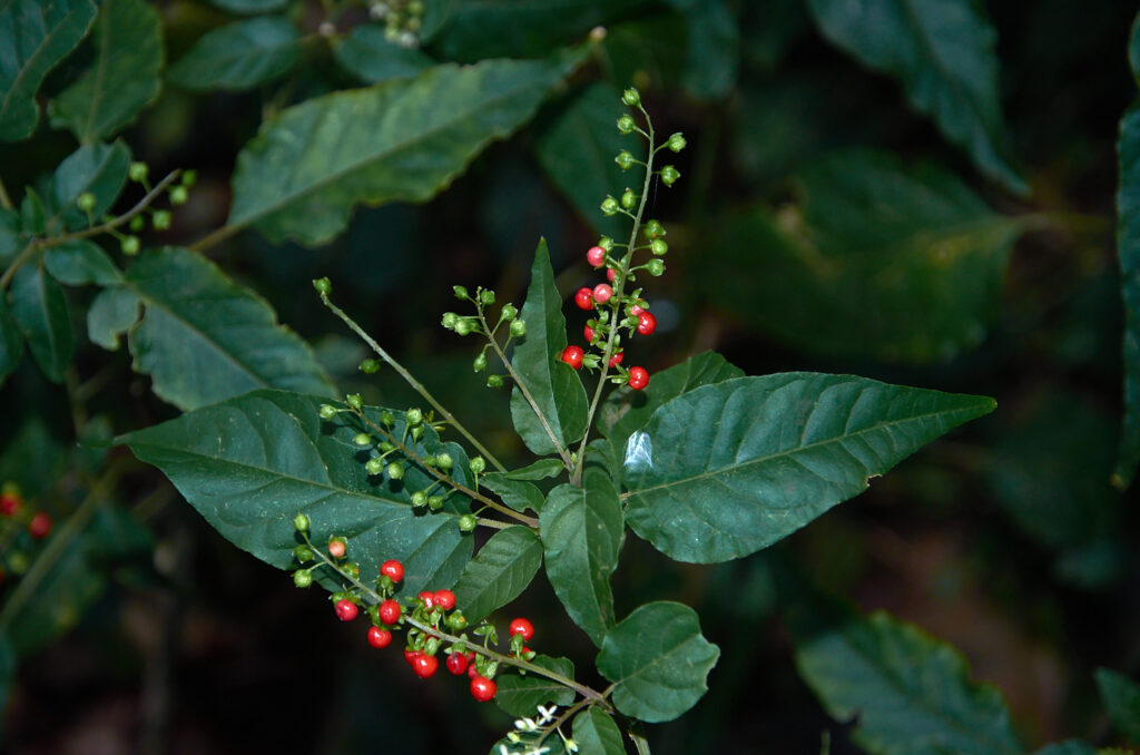Rivina humilis - Maurice
