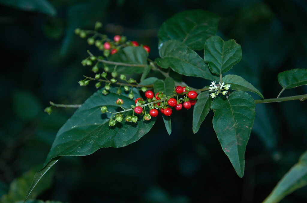 Rivina humilis - Maurice