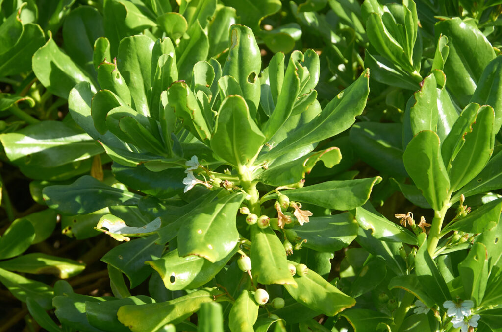 Scaevola taccada - Maurice