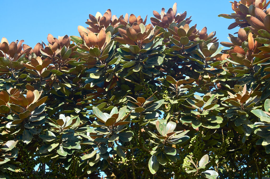 Sideroxylon puberulum - Maurice