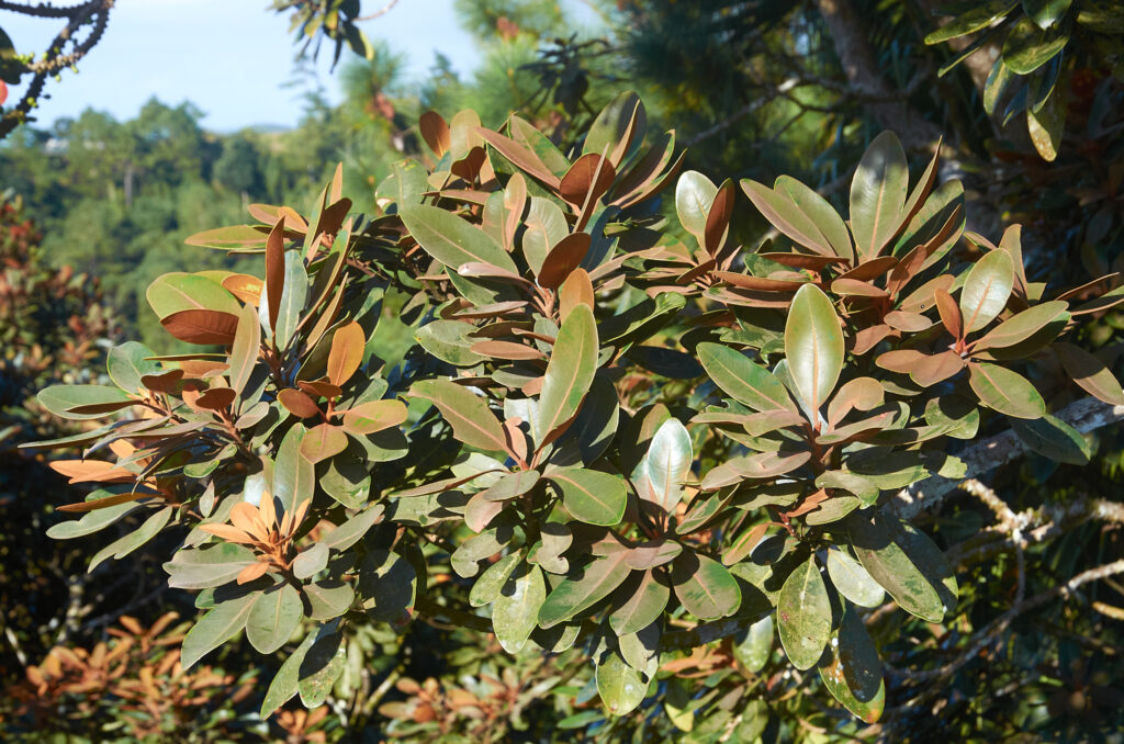 Sideroxylon puberulum - Maurice
