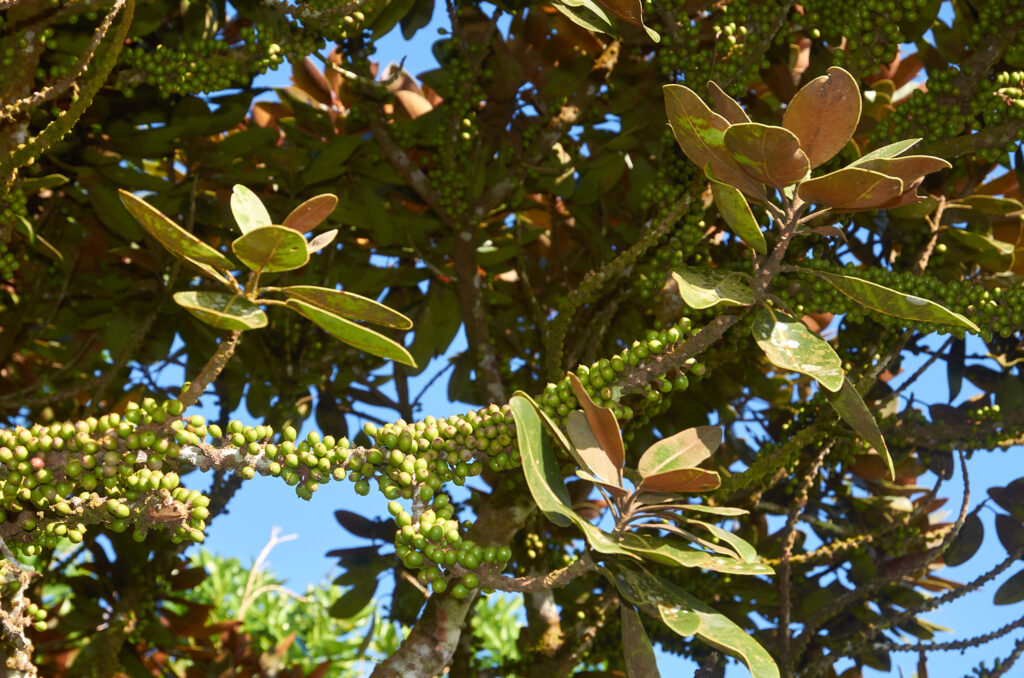Sideroxylon puberulum - Maurice