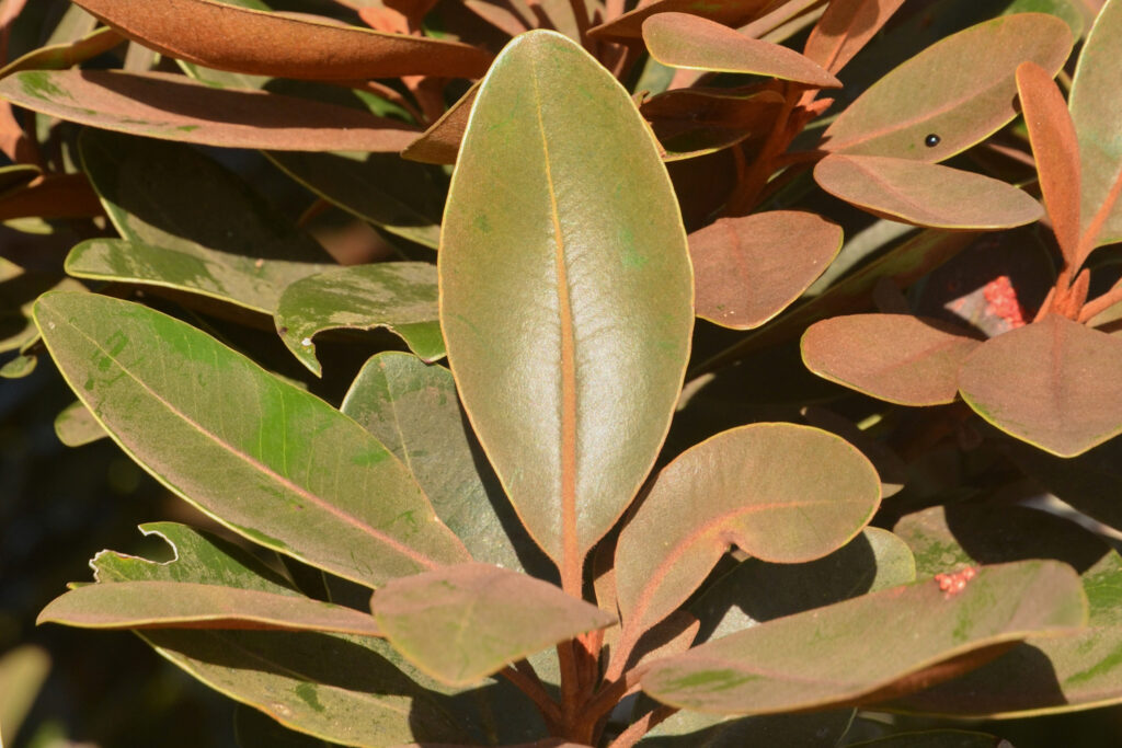 Sideroxylon puberulum - Maurice