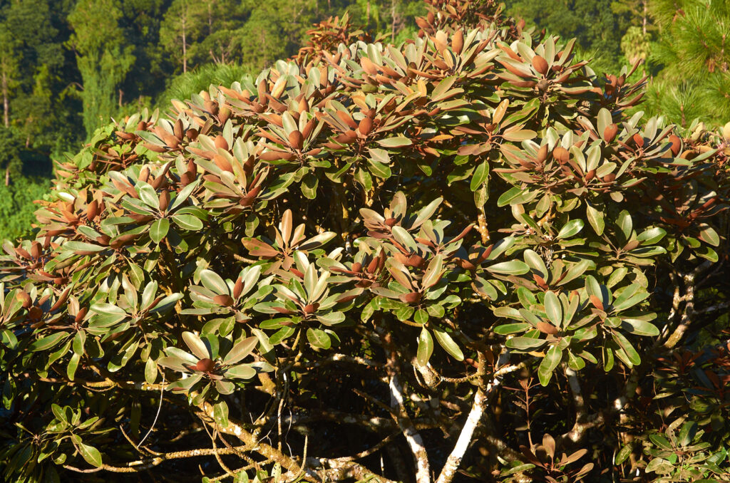 Sideroxylon puberulum - Maurice