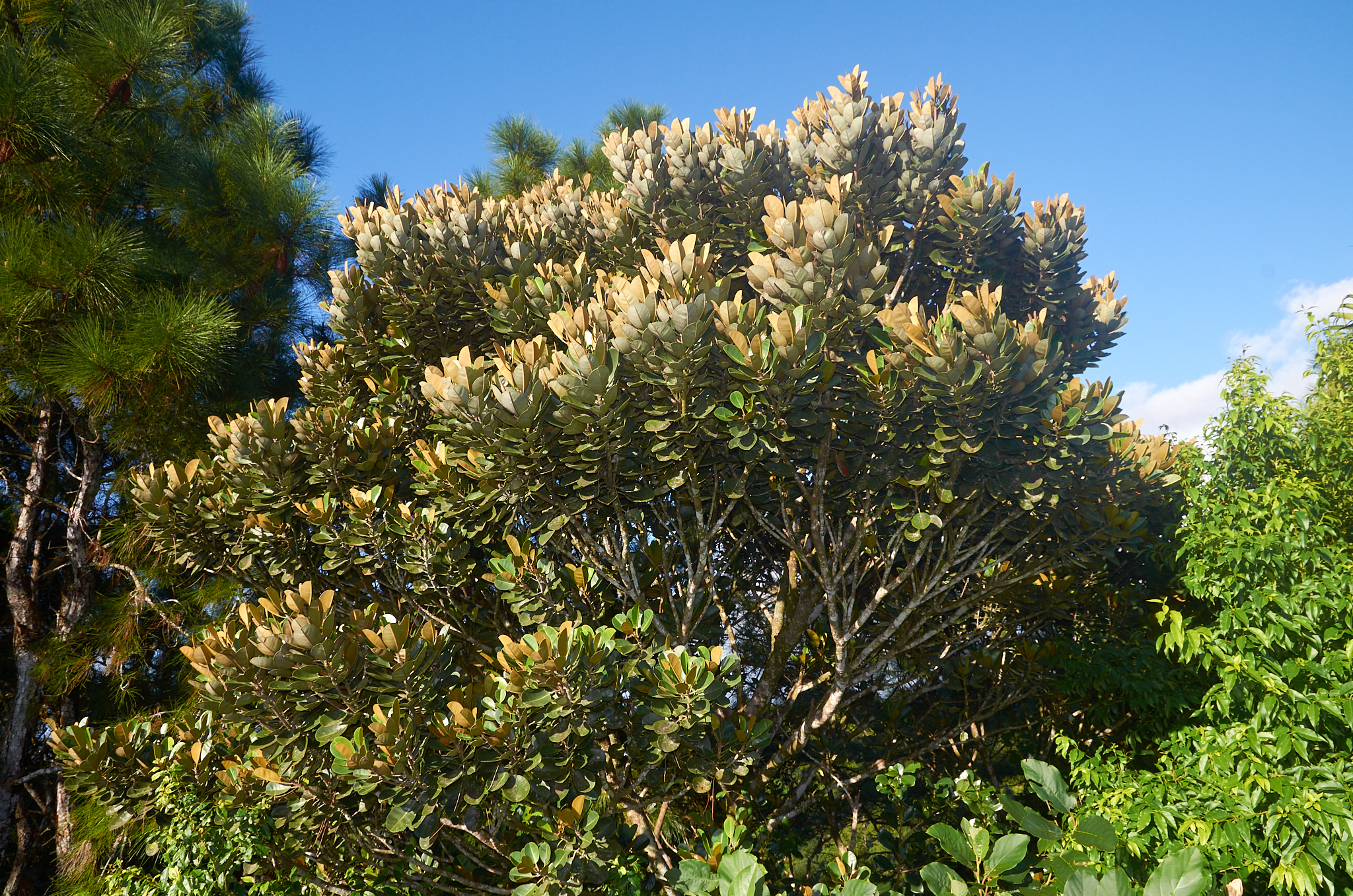 Labourdonnaisia glauca - Maurice