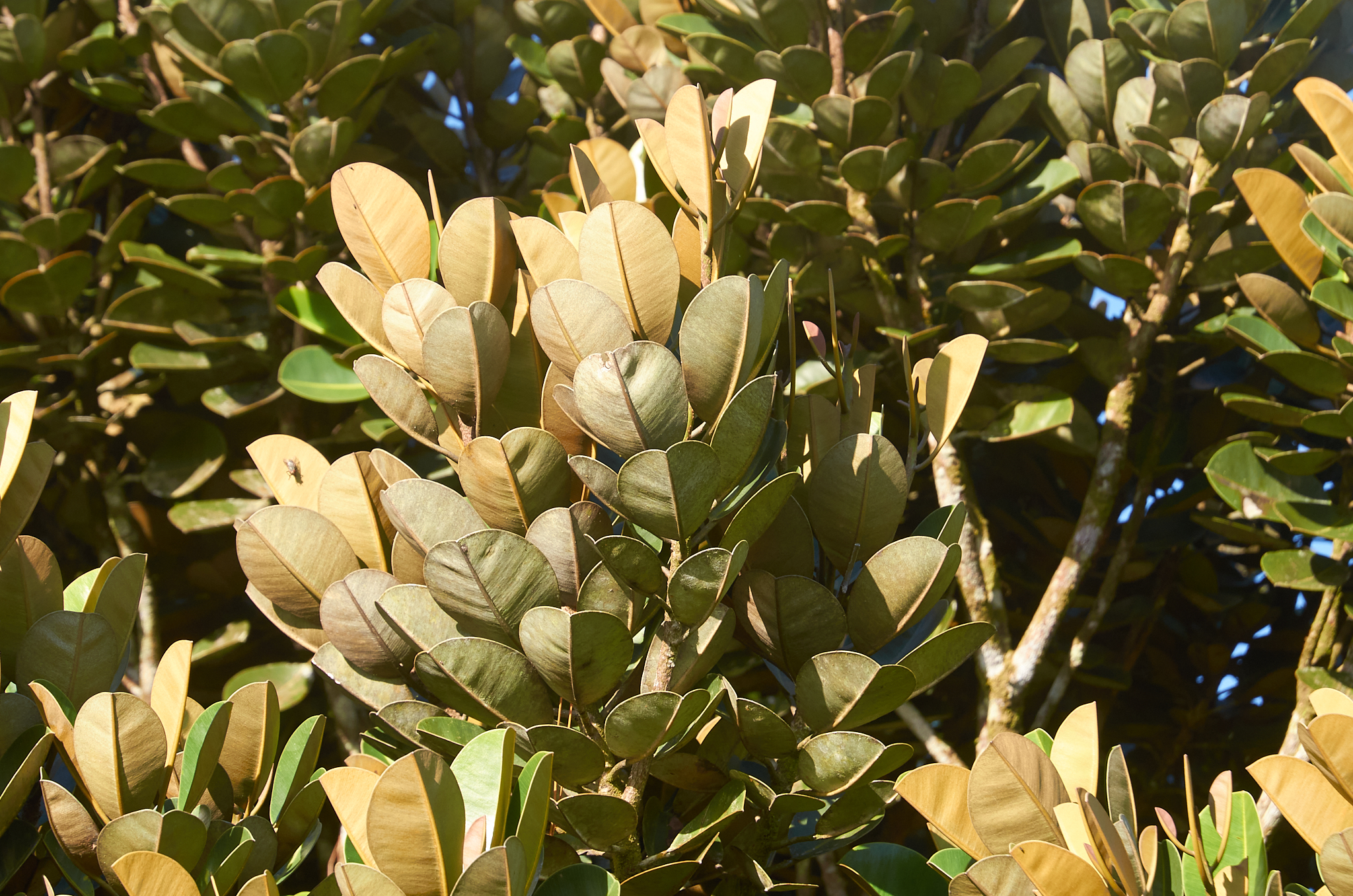 Labourdonnaisia glauca - Maurice