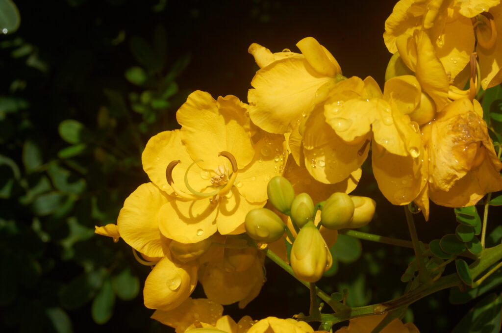 Senna pendula - Maurice