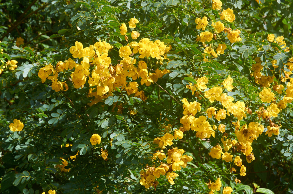 Senna pendula - Maurice