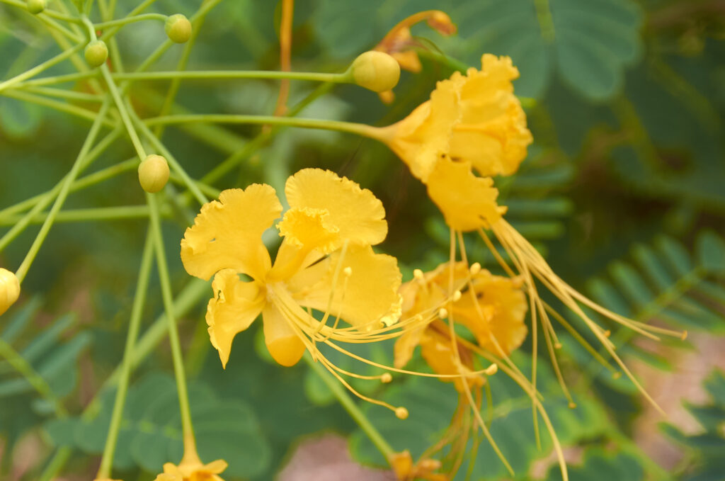 Caesalpinia pulcherrima - Maurice