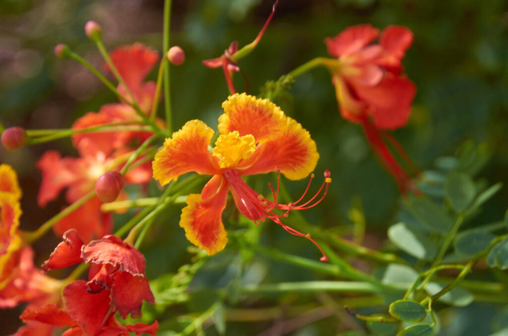 Caesalpinia pulcherrima - Maurice