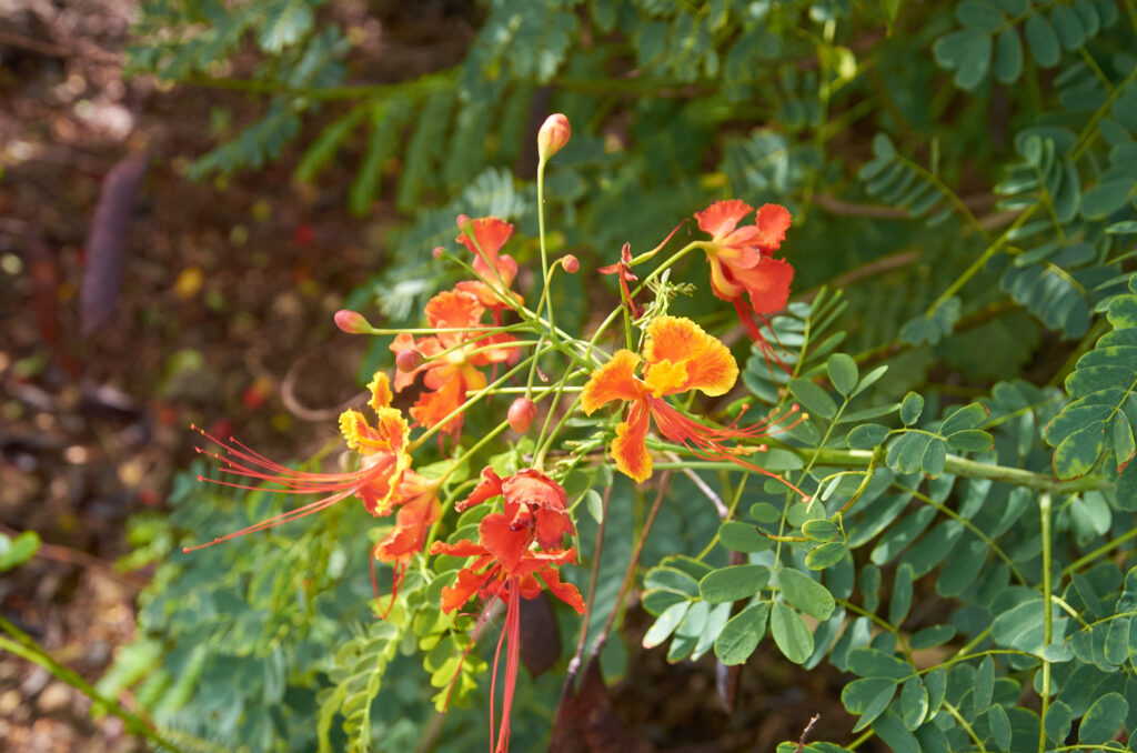 Caesalpinia pulcherrima - Maurice