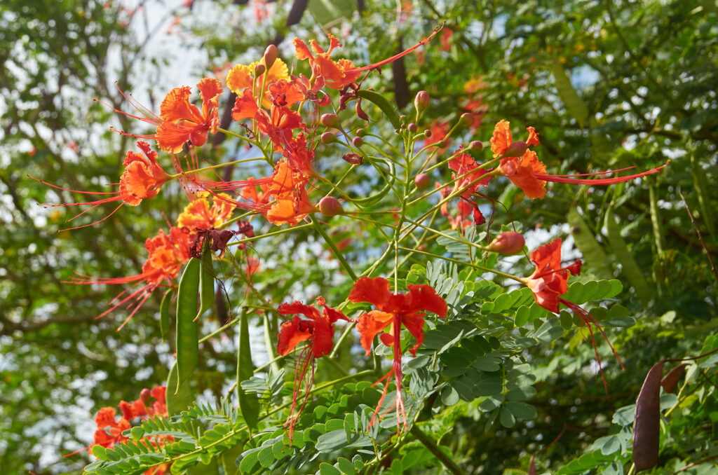 Caesalpinia pulcherrima - Maurice