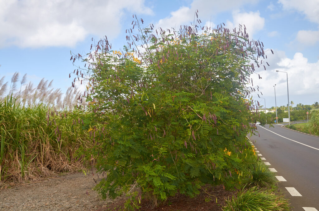 Caesalpinia pulcherrima - Maurice