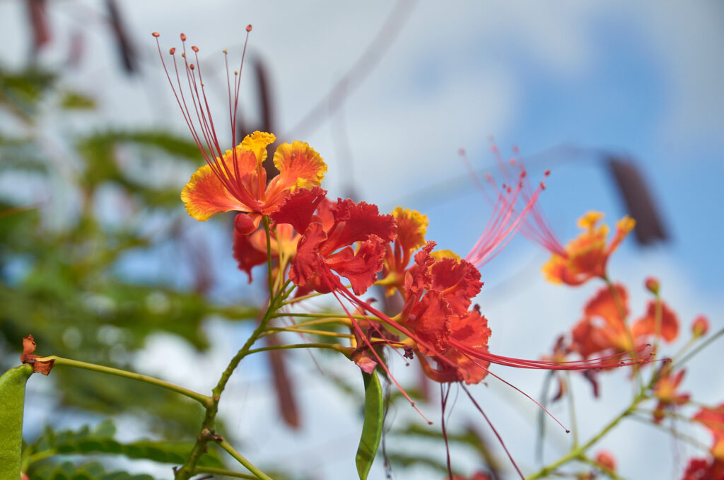 Caesalpinia pulcherrima - Maurice