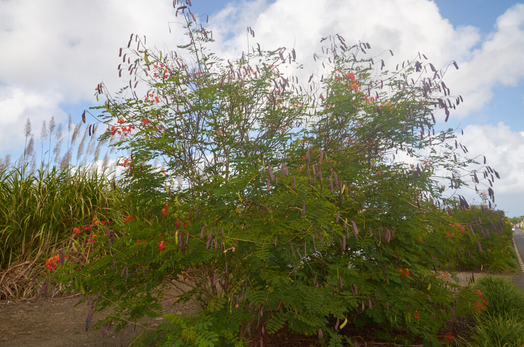 Caesalpinia pulcherrima - Maurice