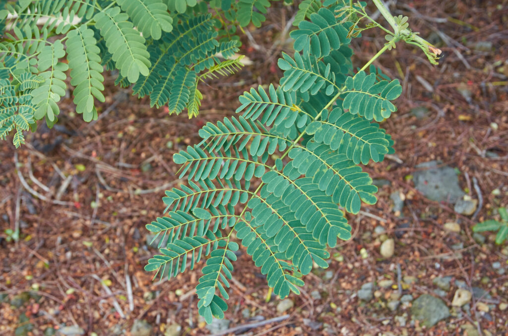 Caesalpinia pulcherrima - Maurice