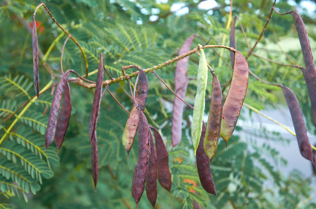 Caesalpinia pulcherrima - Maurice