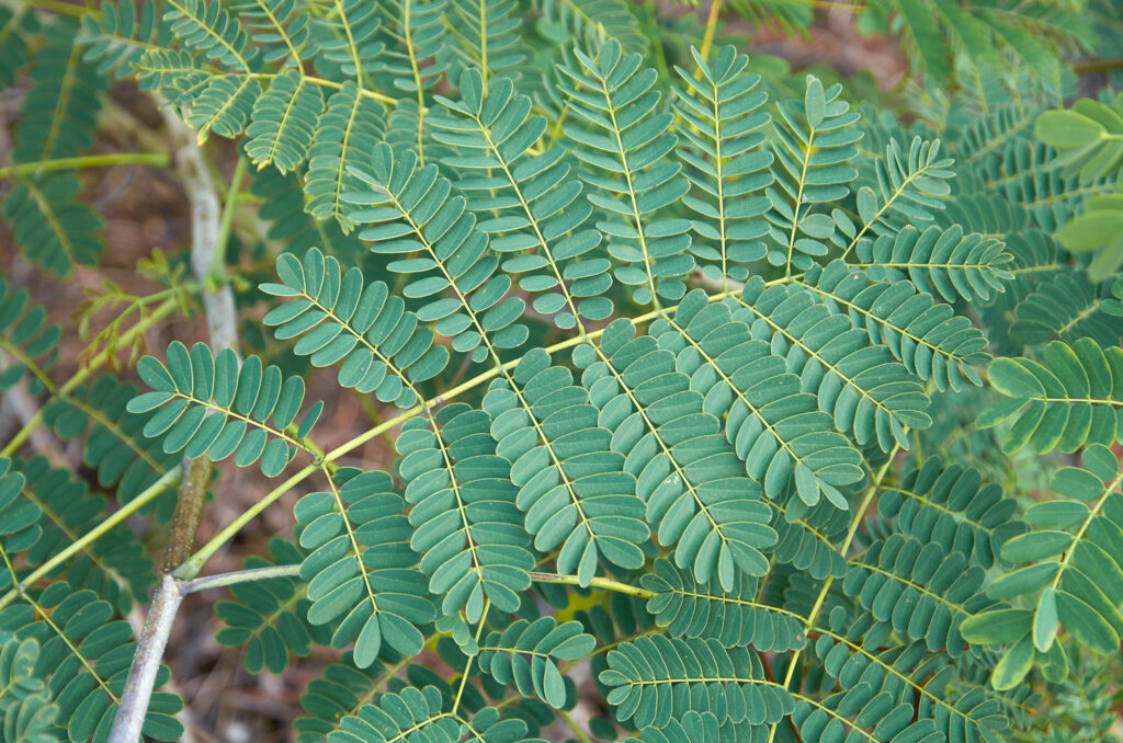 Caesalpinia pulcherrima - Maurice