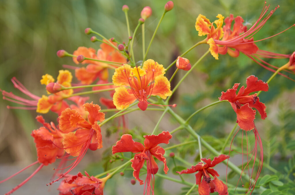 Caesalpinia pulcherrima - Maurice