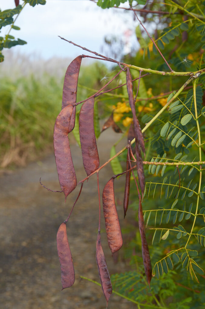 Caesalpinia pulcherrima - Maurice