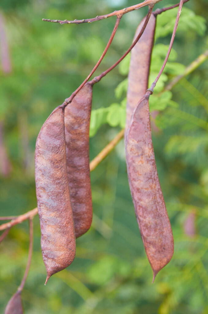 Caesalpinia pulcherrima - Maurice