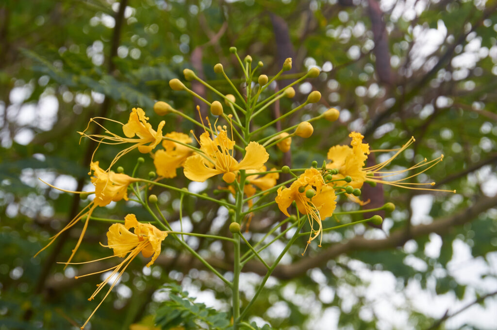 Caesalpinia pulcherrima - Maurice