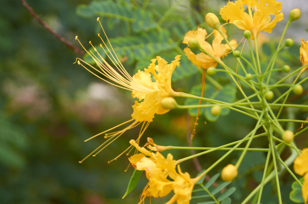 Caesalpinia pulcherrima - Maurice