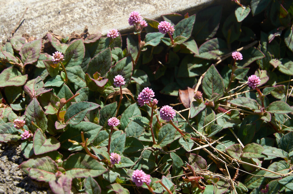 Persicaria capitata - Maurice