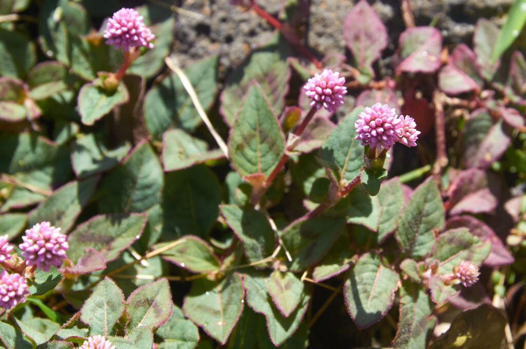 Persicaria capitata - Maurice