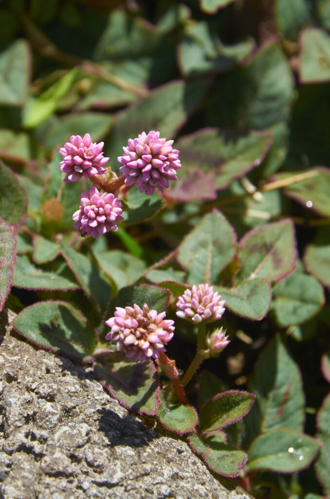 Persicaria capitata - Maurice