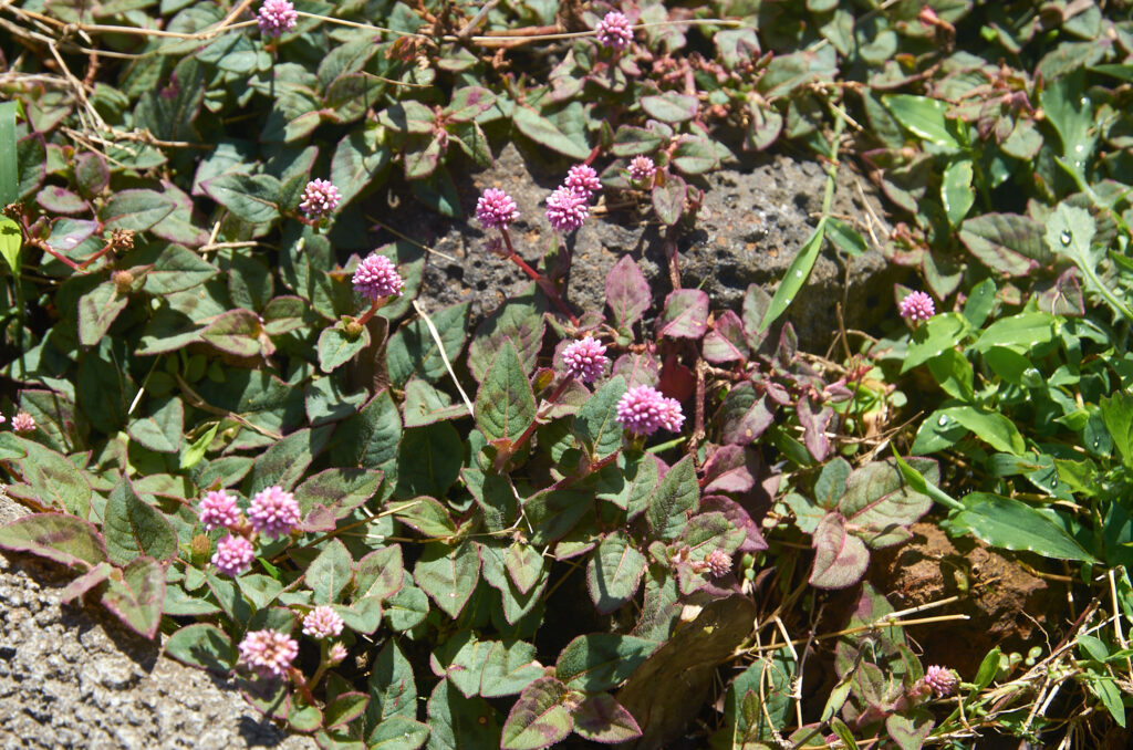 Persicaria capitata - Maurice