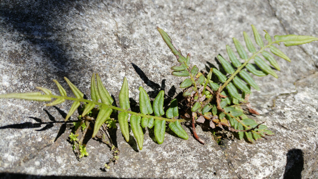 Pteris vittata -Maurice