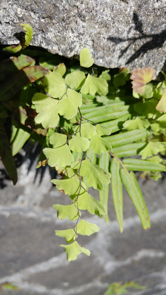 Adiantum capillus-veneris - Maurice