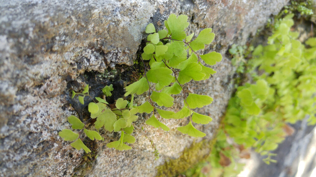 Adiantum capillus-veneris - Maurice