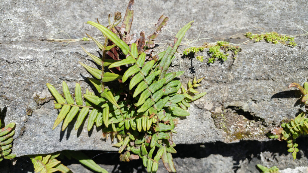 Pteris vittata - Maurice