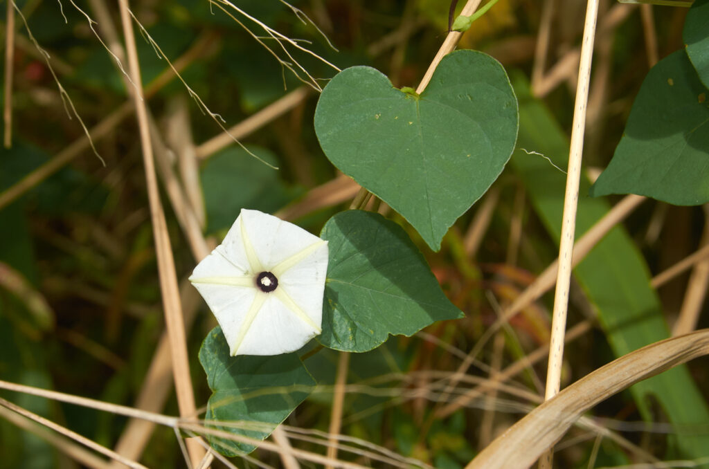Ipomoea obscura - Maurice