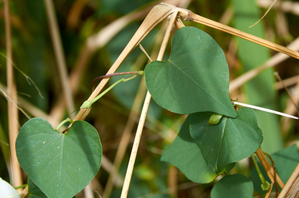 Ipomoea obscura - Maurice