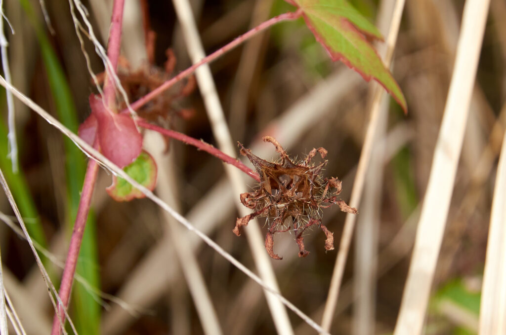 Hibiscus surattensis - Maurice