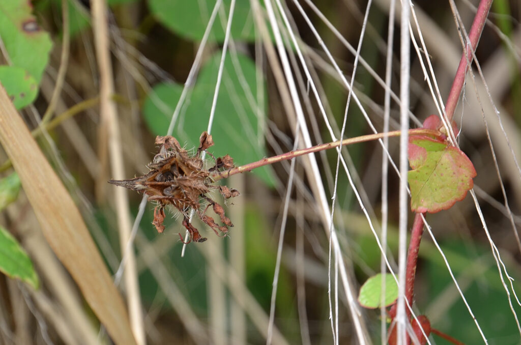 Hibiscus surattensis - Maurice